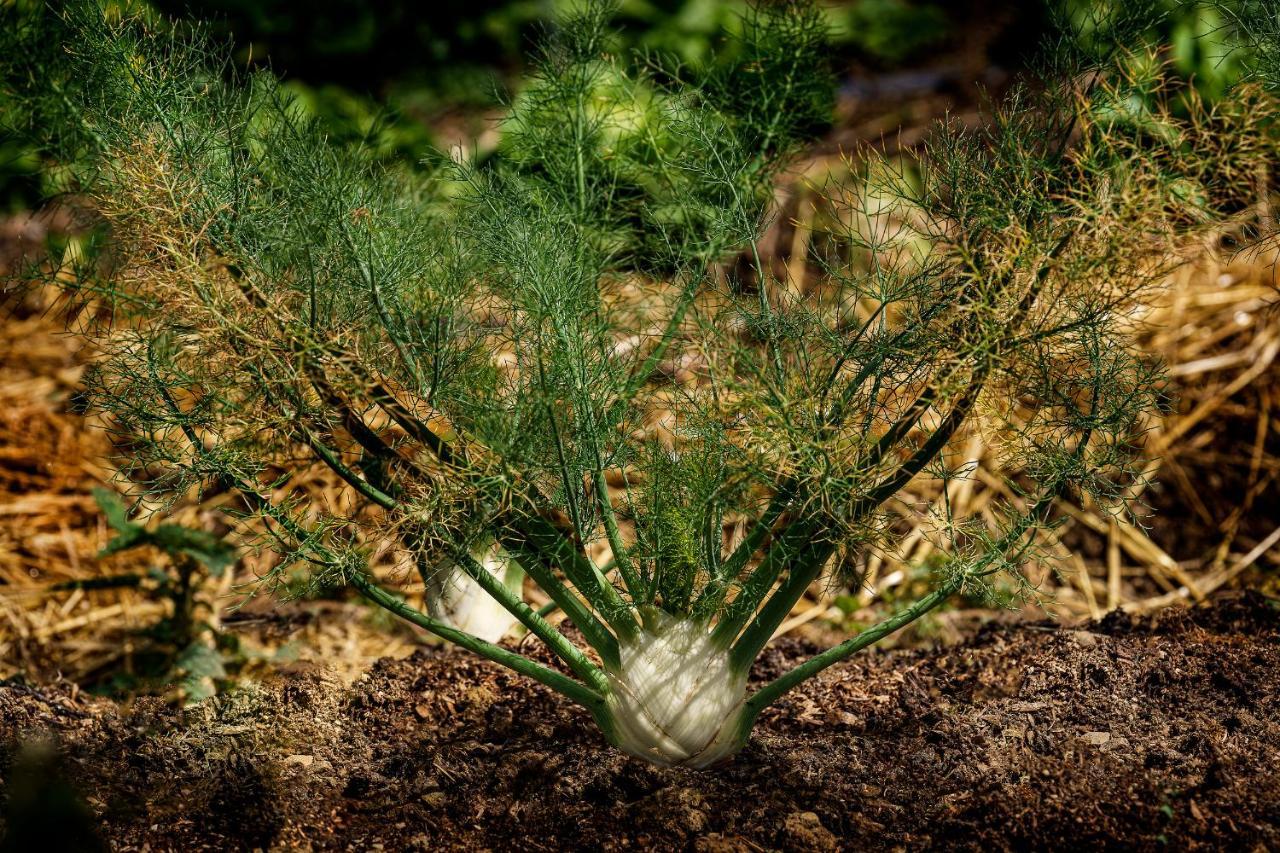 בניו די רומניה Agriturismo Biologico Autosufficienza מראה חיצוני תמונה